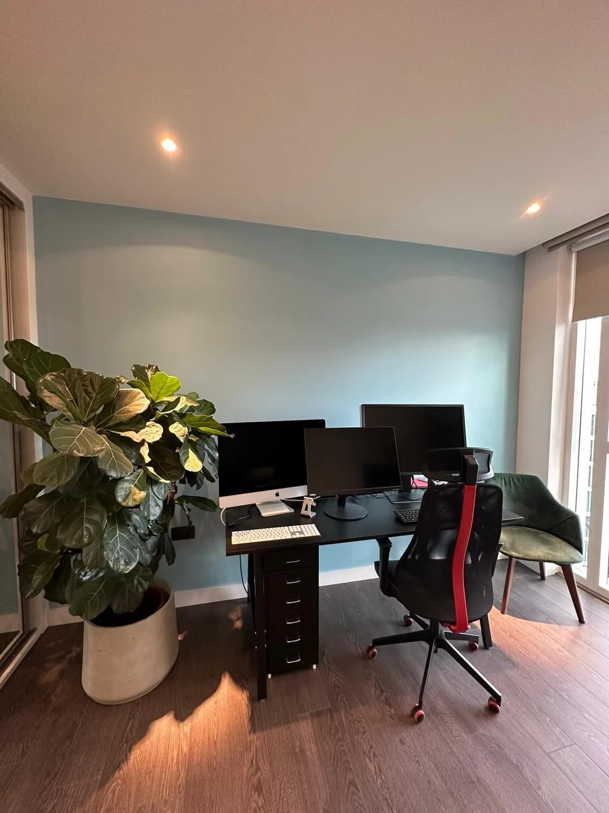 Finsbury Park: home office with a desk, task chair and a large fiddle-leaf fig